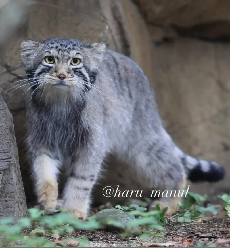A photograph of Nagomu in Nasu Animal Kingdom