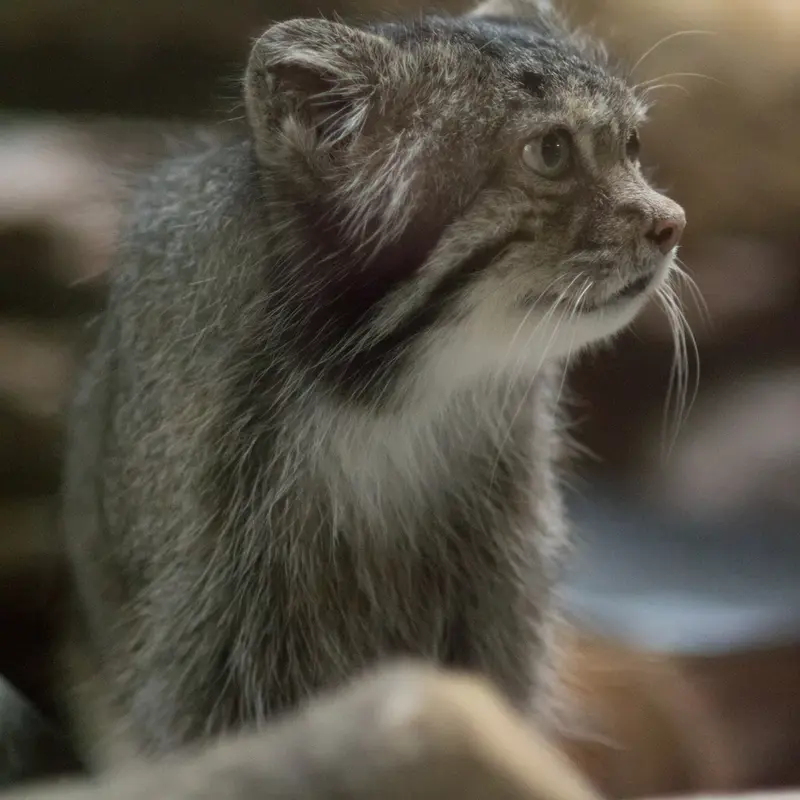 A photograph of Klyon in Ueno Zoological Gardens