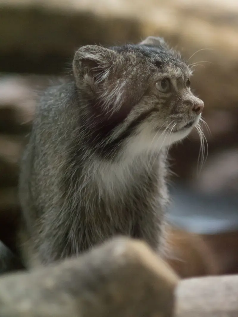 A photograph of Klyon in Ueno Zoological Gardens