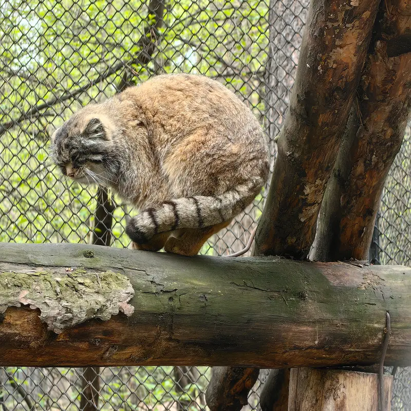 A photograph of George in Novosibirsk Zoo