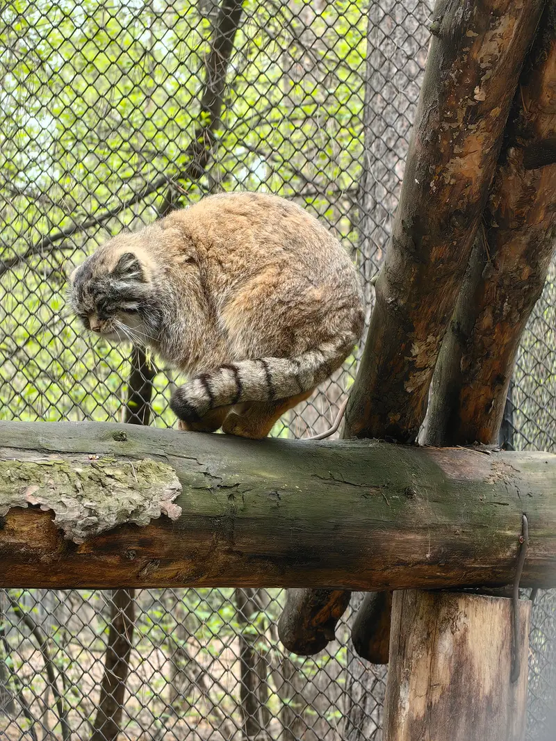 A photograph of George in Novosibirsk Zoo