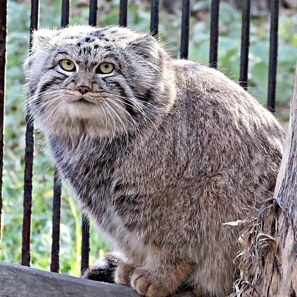 A photograph of a Pallas's cat in Novosibirsk Zoo