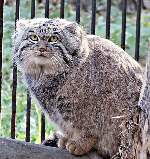 A photograph of a Pallas's cat in Novosibirsk Zoo