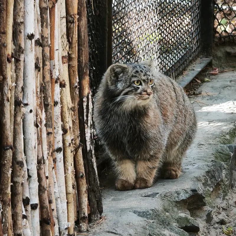 A photograph of a Pallas's cat in Novosibirsk Zoo