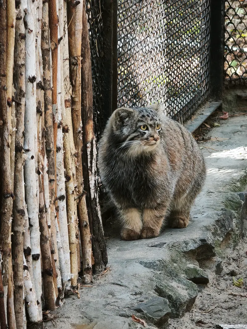 A photograph of a Pallas's cat in Novosibirsk Zoo