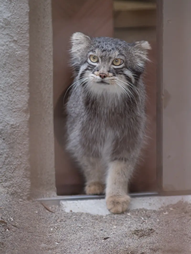 A photograph of Figa in Nogeyama Zoo