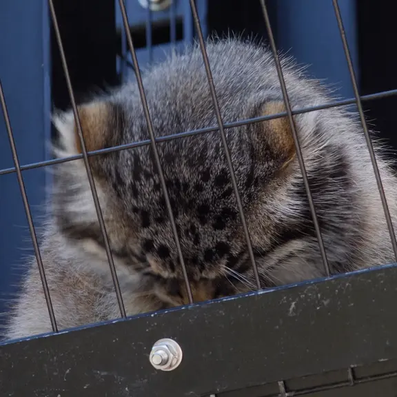 A photograph of a Pallas's cat in Asahiyama Zoo