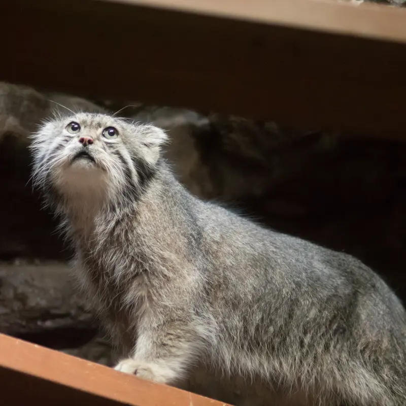 A photograph of Klyon in Ueno Zoological Gardens