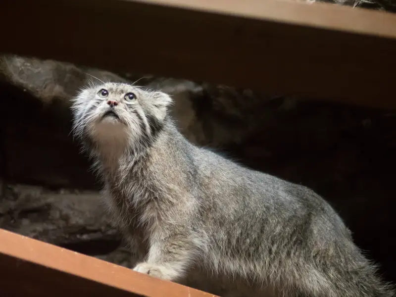A photograph of Klyon in Ueno Zoological Gardens