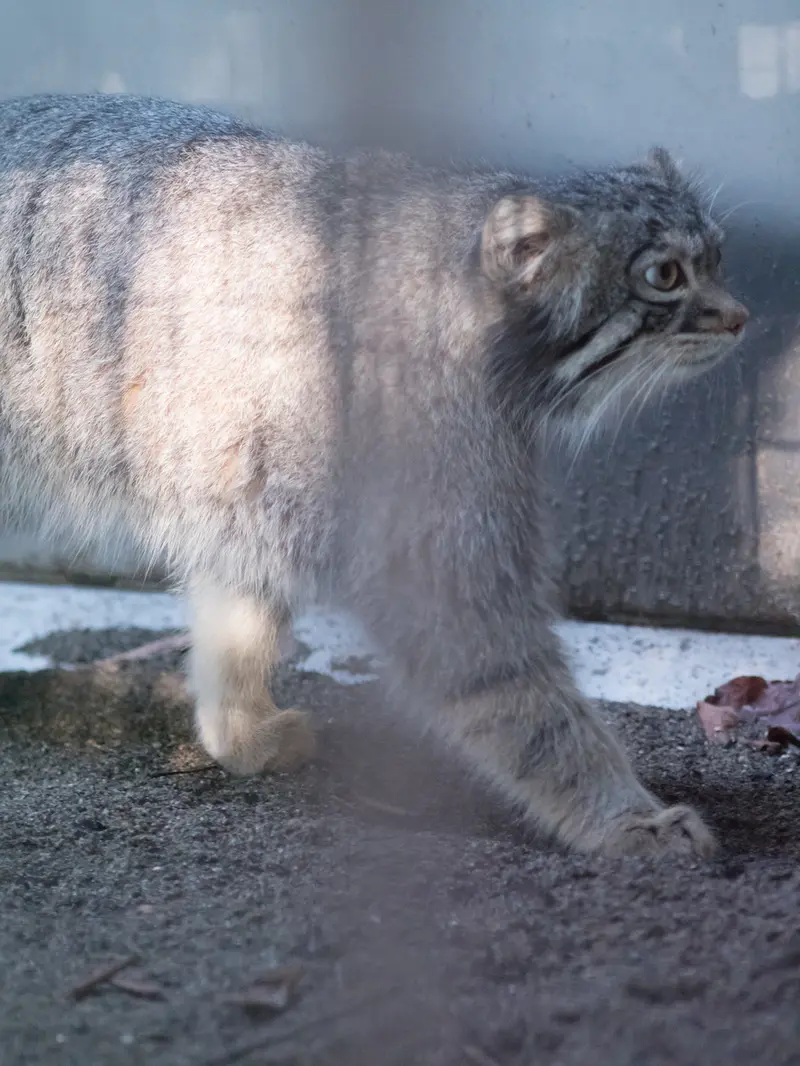 A photograph of Figa in Nogeyama Zoo