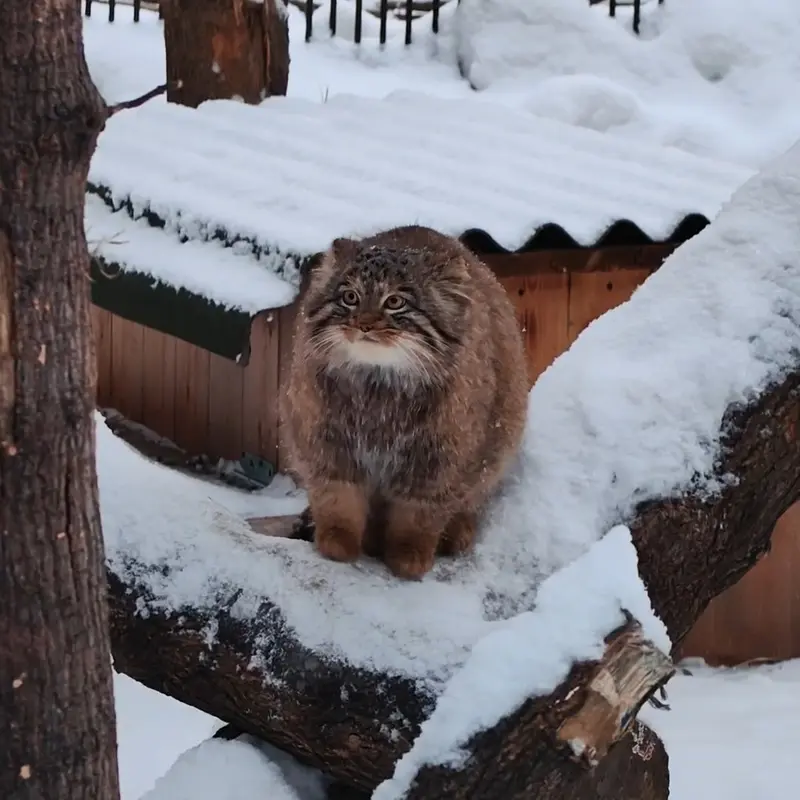 A photograph of a Pallas's cat in Novosibirsk Zoo