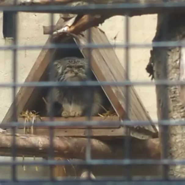 A photograph of Vorace in Lille Zoo