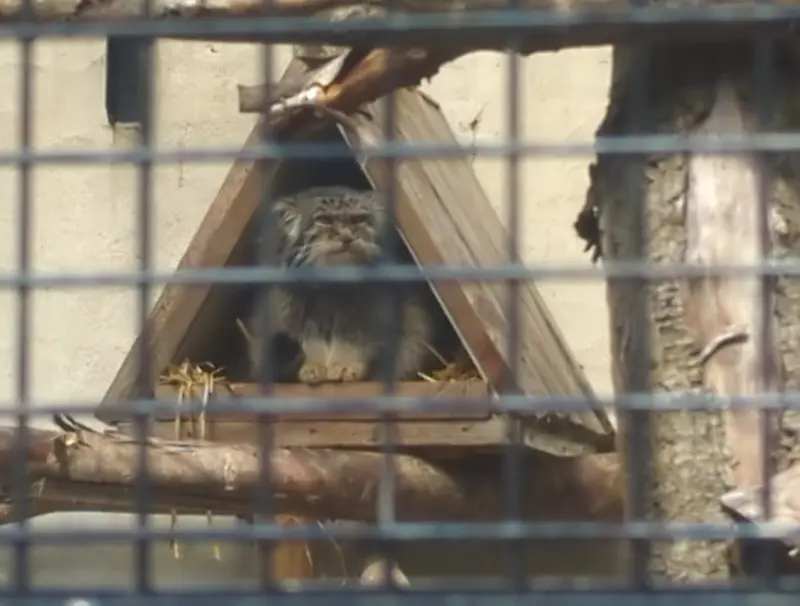 A photograph of Vorace in Lille Zoo