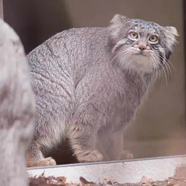 A photograph of Figa in Nogeyama Zoo