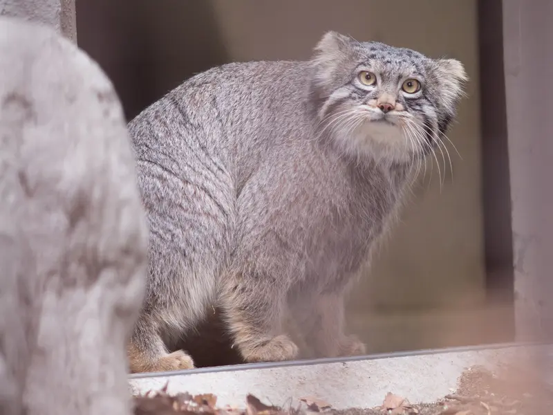 A photograph of Figa in Nogeyama Zoo