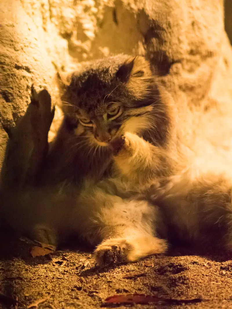 A photograph of Figa in Nogeyama Zoo
