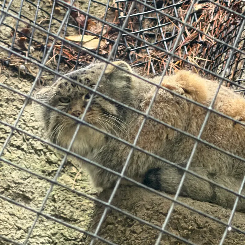A photograph of Mushu in Cincinnati Zoo