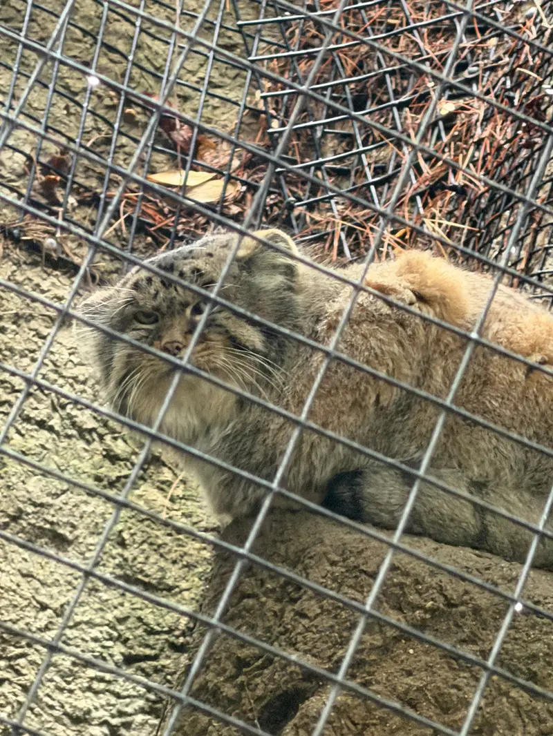 A photograph of Mushu in Cincinnati Zoo