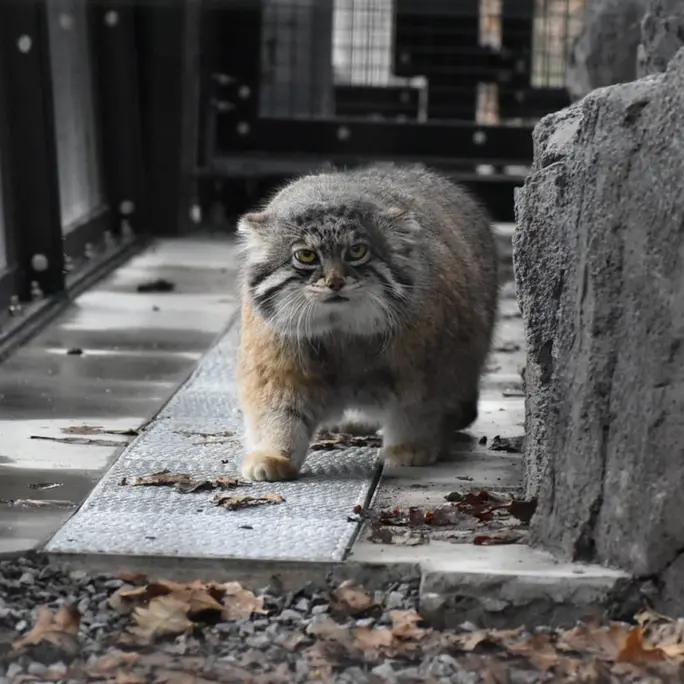 A photograph of Grusha in Asahiyama Zoo