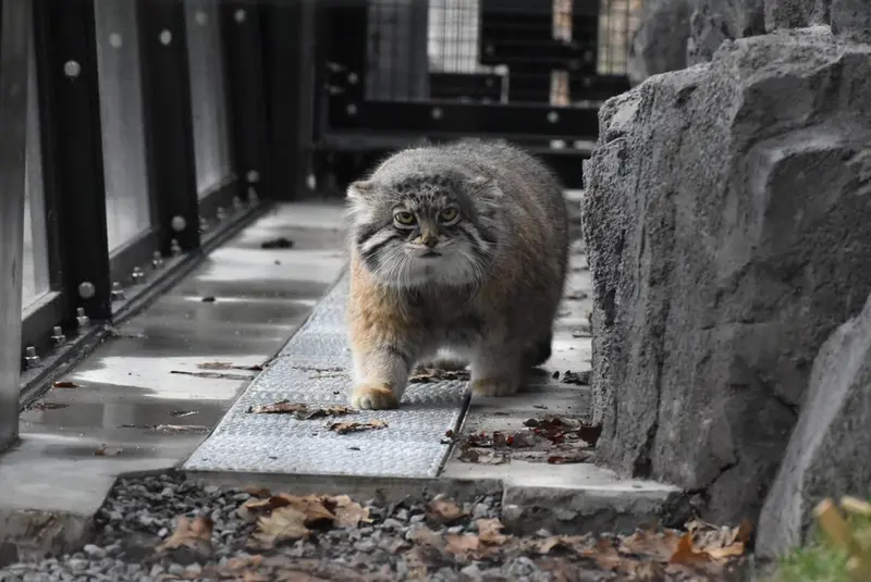 A photograph of Grusha in Asahiyama Zoo