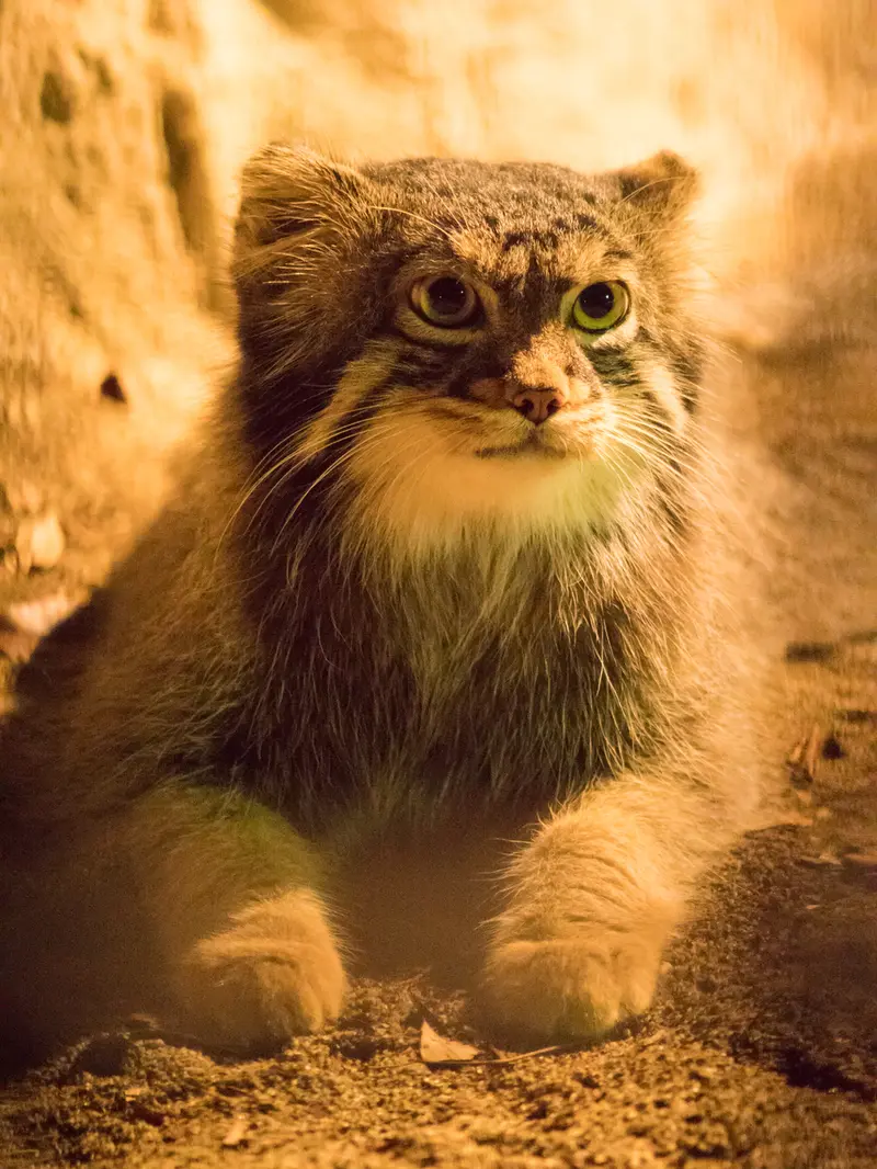 A photograph of Figa in Nogeyama Zoo