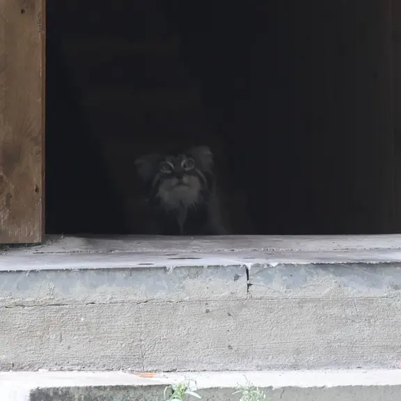 A photograph of a Pallas's cat in Moscow zoo