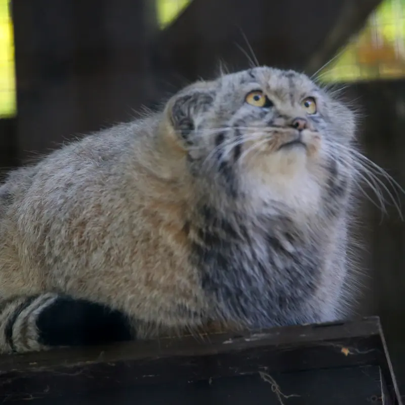 A photograph of Kitten of Alani b.2026 Ⅱ in Košice Zoo