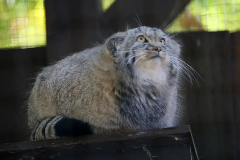 A photograph of Kitten of Alani b.2026 Ⅱ in Košice Zoo