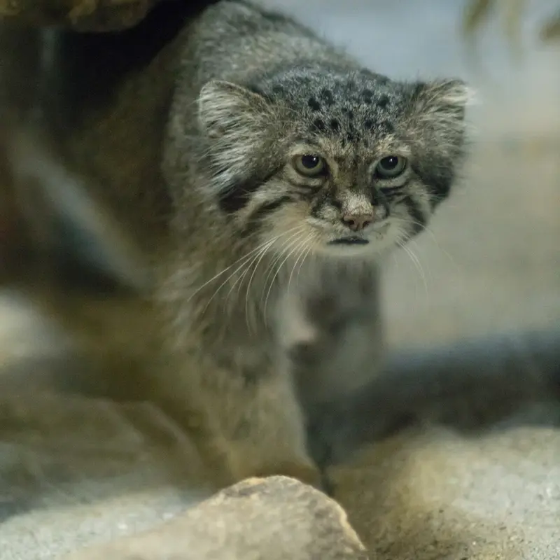 A photograph of Klyon in Ueno Zoological Gardens