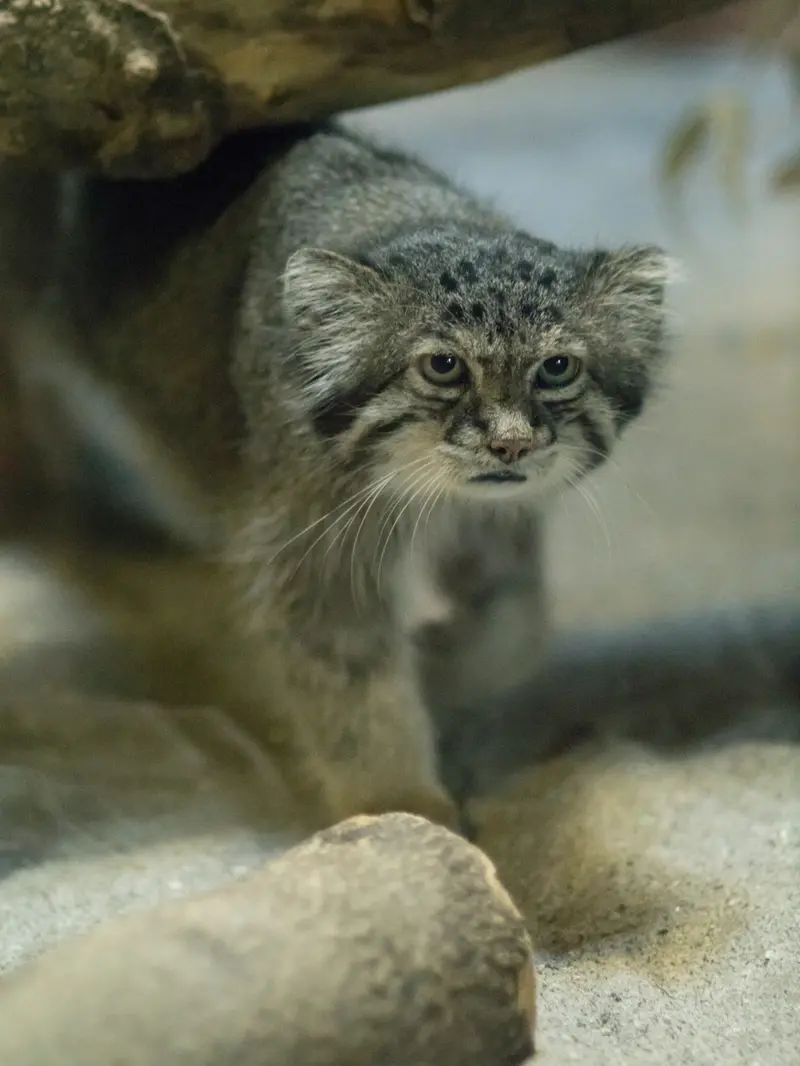 A photograph of Klyon in Ueno Zoological Gardens