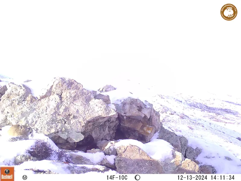 A photograph of Pika from Besshoky 1 camera trap