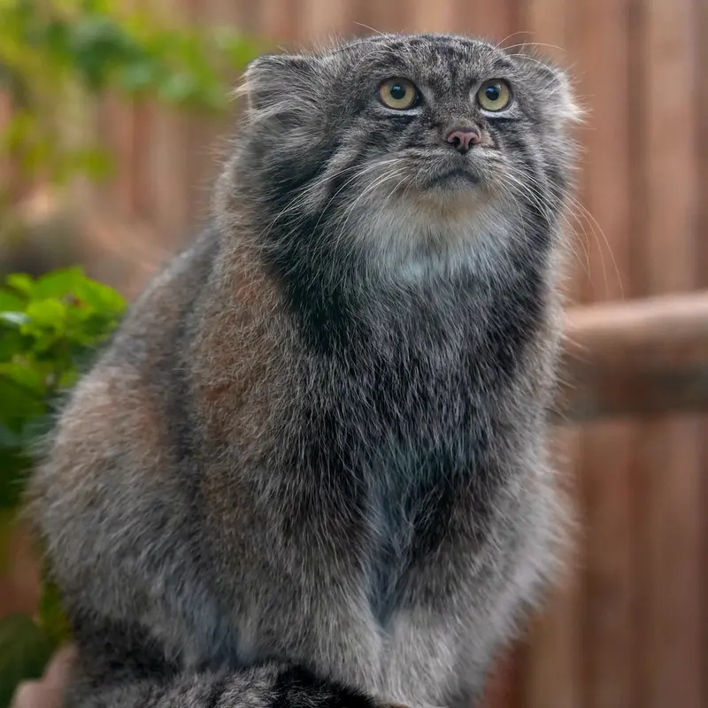 A photograph of Nar in Kobe Animal Kingdom