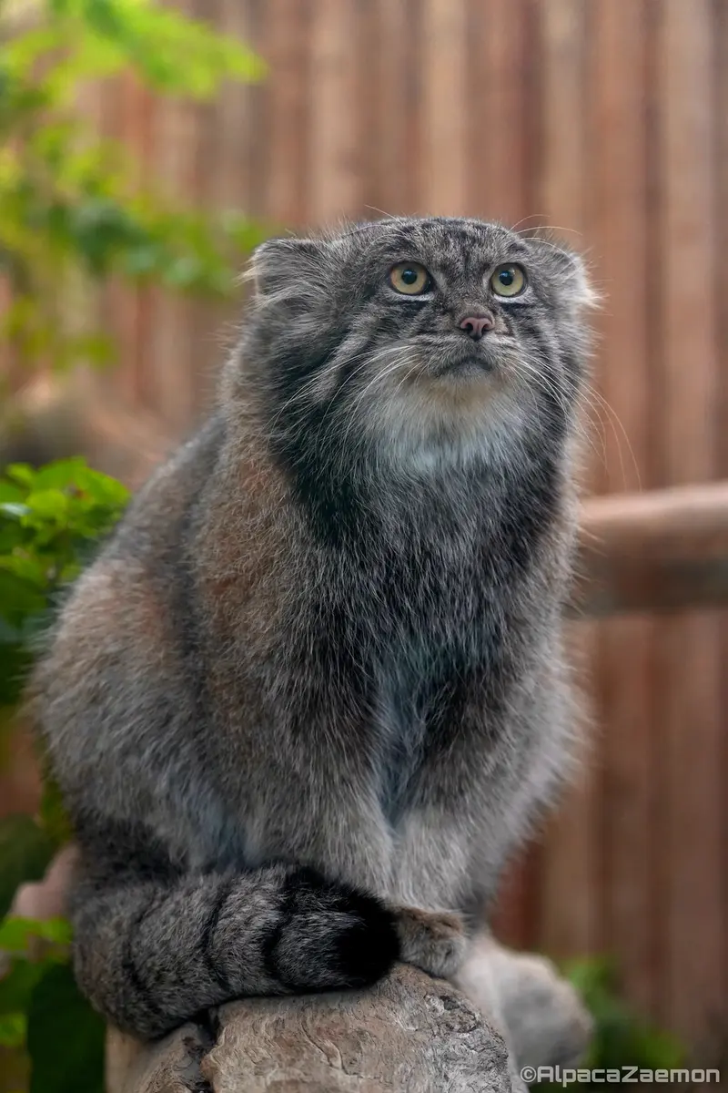 A photograph of Nar in Kobe Animal Kingdom