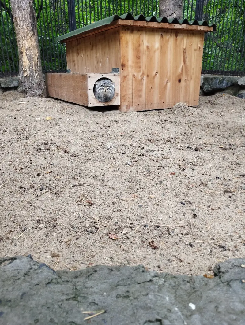 A photograph of a Pallas's cat in Novosibirsk Zoo