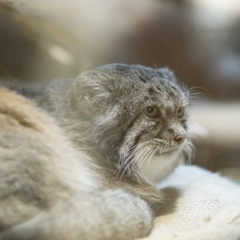 A photograph of Klyon in Ueno Zoological Gardens