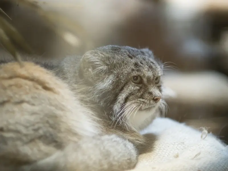 A photograph of Klyon in Ueno Zoological Gardens