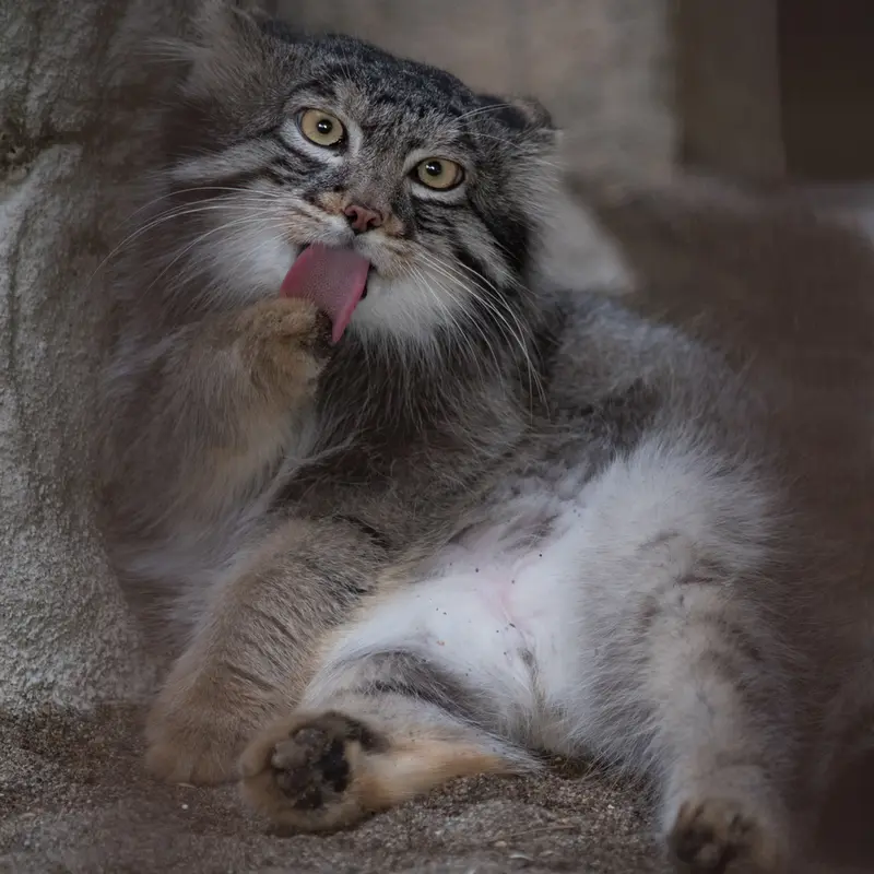 A photograph of Figa in Nogeyama Zoo