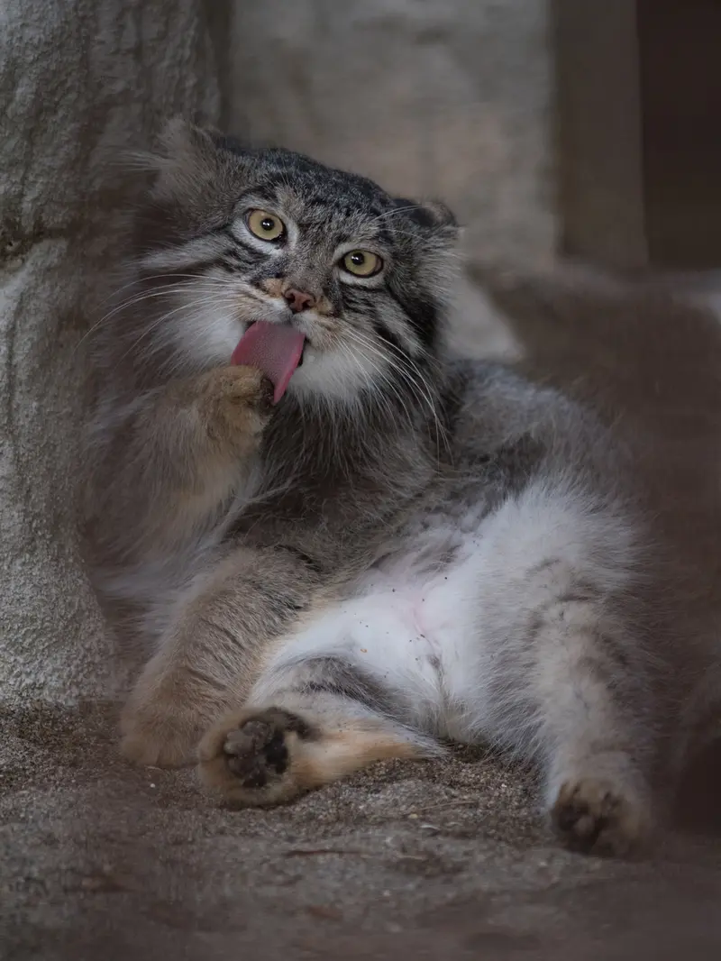 A photograph of Figa in Nogeyama Zoo