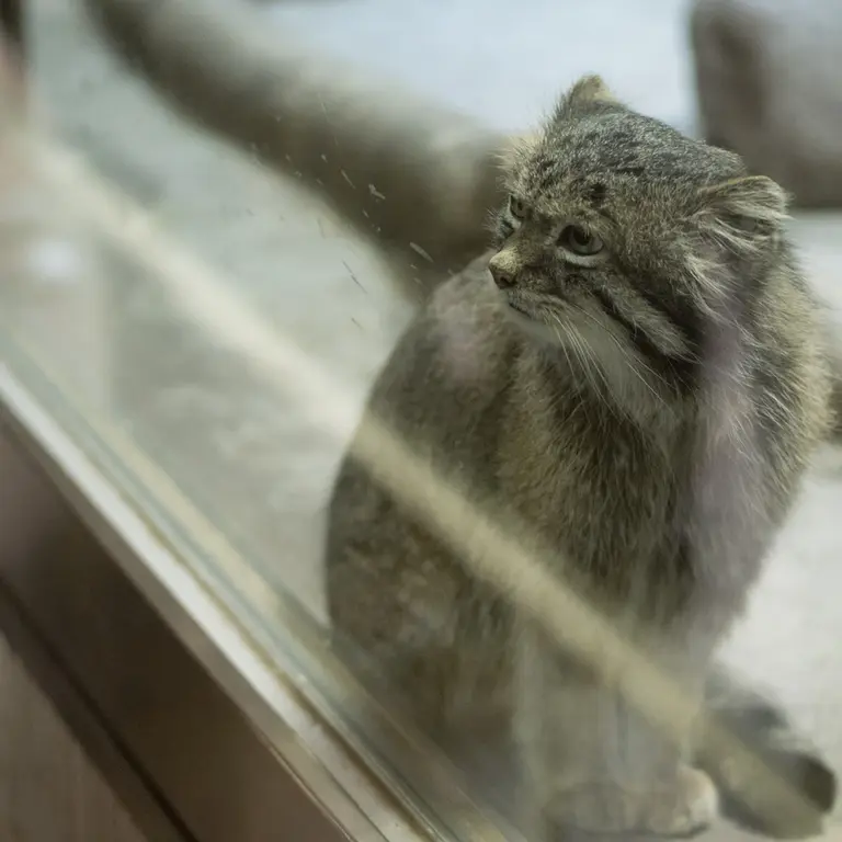 A photograph of Klyon in Ueno Zoological Gardens