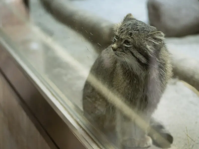 A photograph of Klyon in Ueno Zoological Gardens