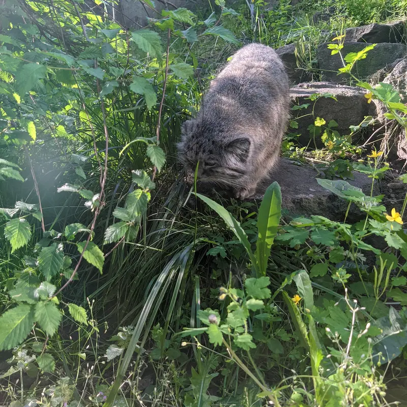 A photograph of Bohus in Budapest Zoo &amp; Botanical Garden