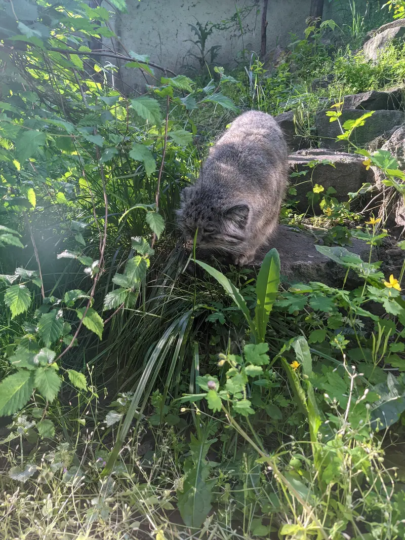 A photograph of Bohus in Budapest Zoo &amp; Botanical Garden