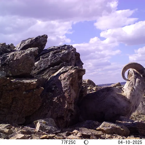 A photograph of Argali from Karashoky camera trap