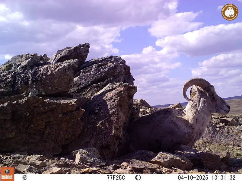 A photograph of Argali from Karashoky camera trap