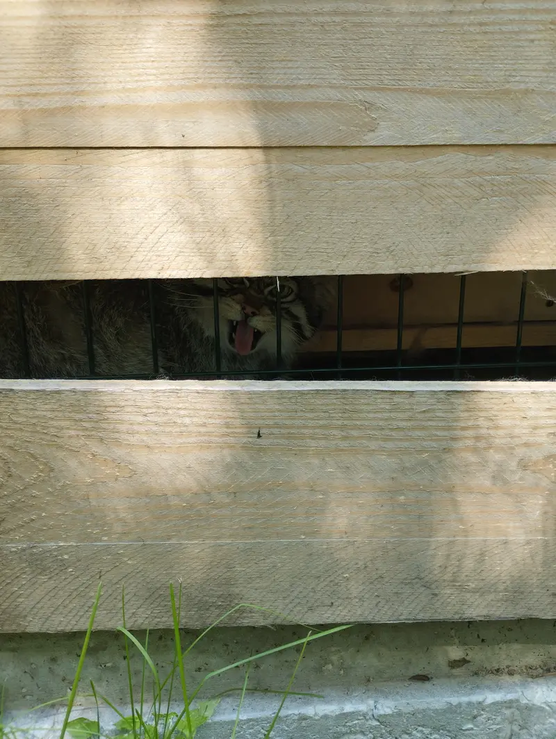 A photograph of Chip in Barnaul zoo “Lesnaya skazka”