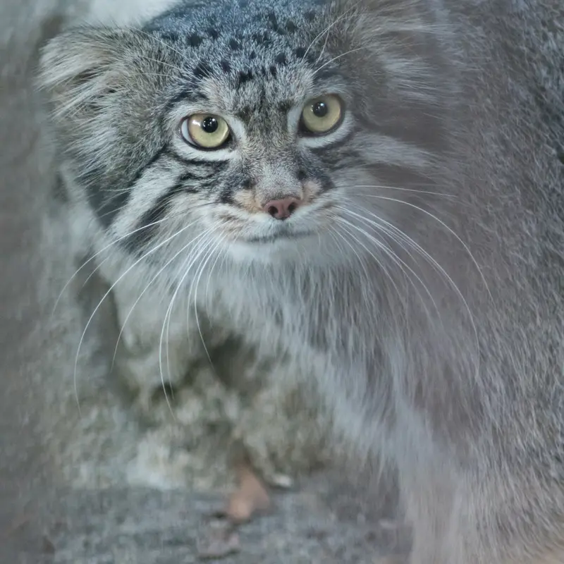 A photograph of Figa in Nogeyama Zoo