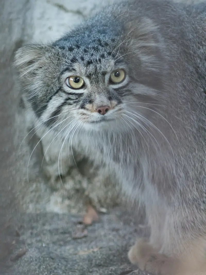 A photograph of Figa in Nogeyama Zoo