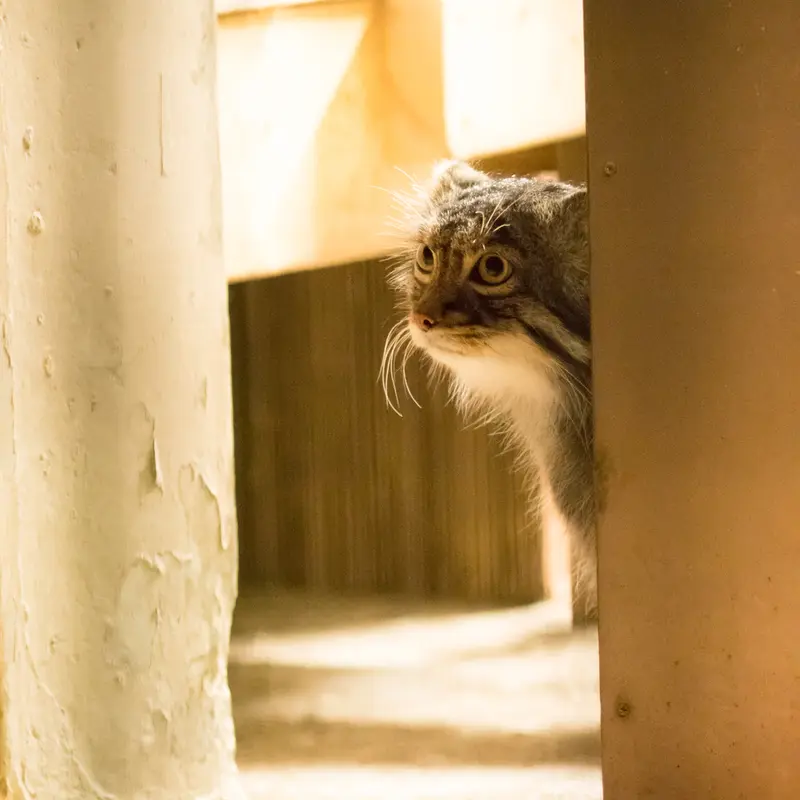 A photograph of Figa in Nogeyama Zoo