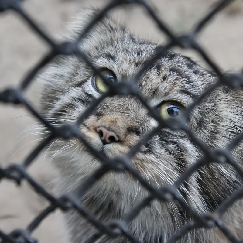A photograph of a Pallas's cat in Novosibirsk Zoo