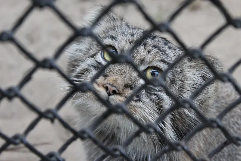 A photograph of a Pallas's cat in Novosibirsk Zoo
